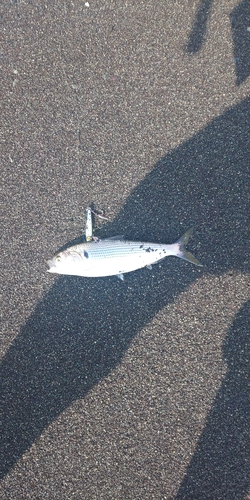 コノシロの釣果