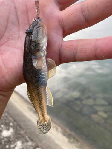 マハゼの釣果