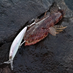 エソの釣果