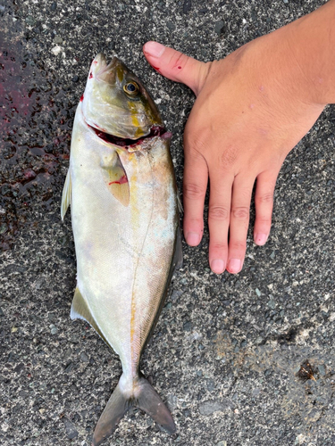 ショゴの釣果