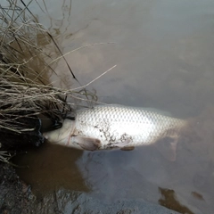 コイの釣果