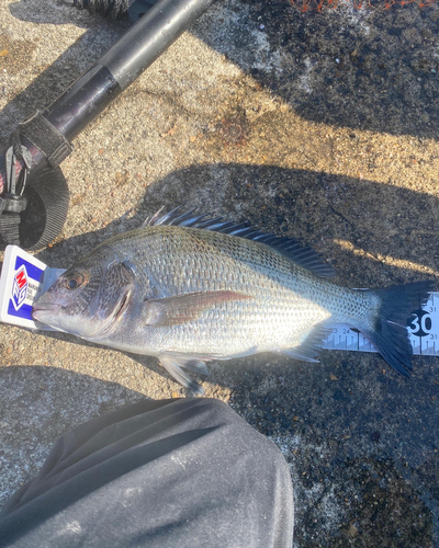 クロダイの釣果