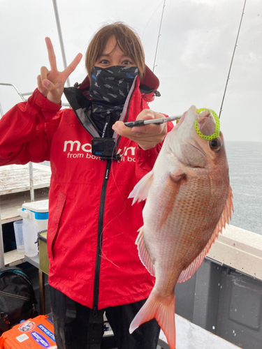 マダイの釣果