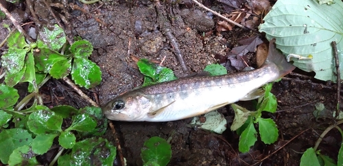 ニッコウイワナの釣果