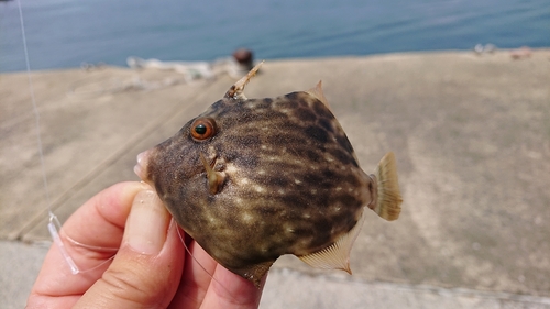 カワハギの釣果