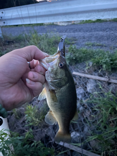 ブラックバスの釣果