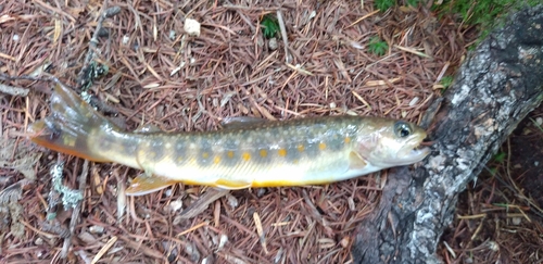 ヤマトイワナの釣果