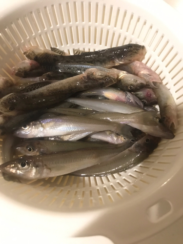 ハゼの釣果