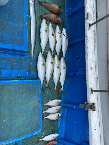 ハマチの釣果