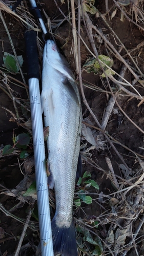 スズキの釣果