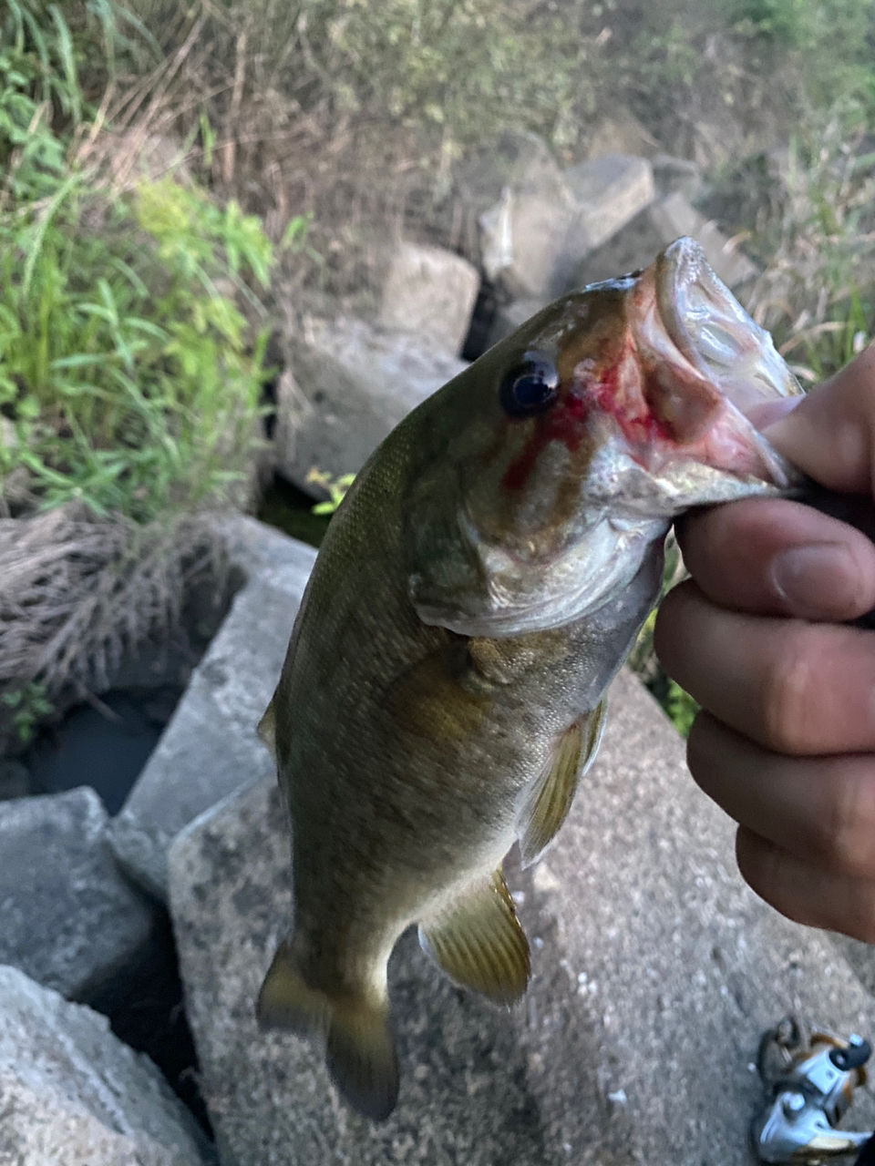 スモールマウスバス