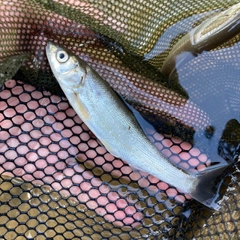 ウグイの釣果