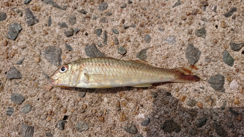 ヒメジの釣果