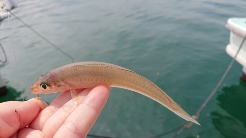 キスの釣果