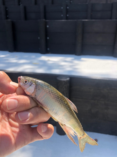 オイカワの釣果