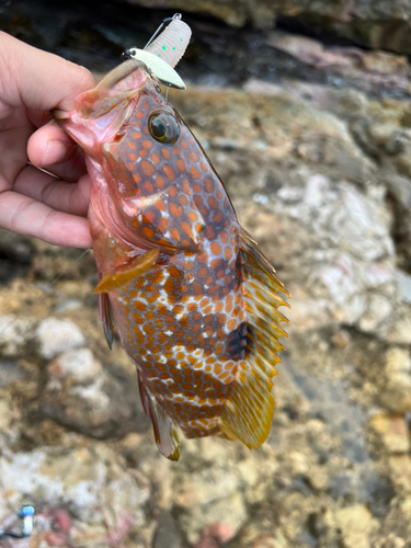 キジハタの釣果