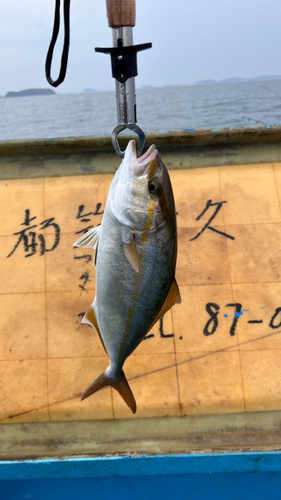 ショゴの釣果