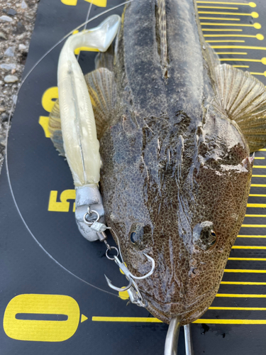 マゴチの釣果