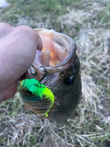 ブラックバスの釣果