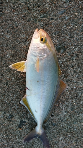 ショゴの釣果