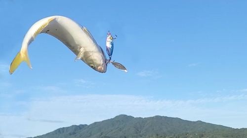 ワカシの釣果