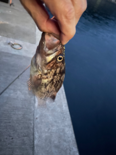 クロソイの釣果