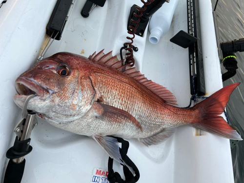 マダイの釣果