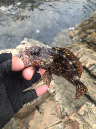 アラカブの釣果