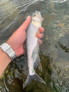 ハスの釣果