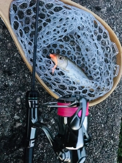 カワムツの釣果