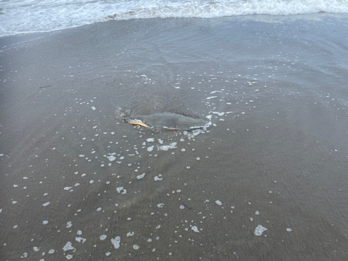 アカエイの釣果