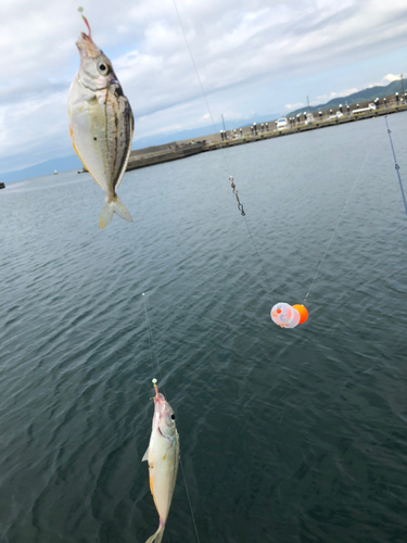 ヒイラギの釣果