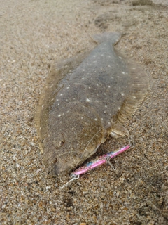 ソゲの釣果