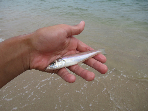 キスの釣果