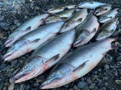 カラフトマスの釣果