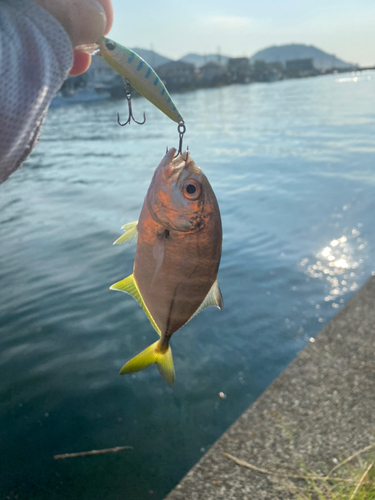 ギンガメアジの釣果