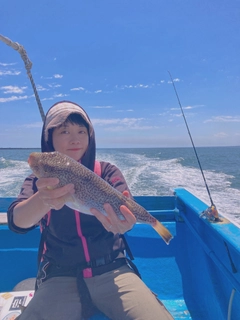 ショウサイフグの釣果