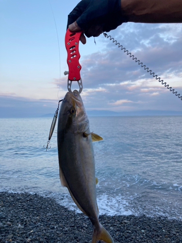 ショゴの釣果