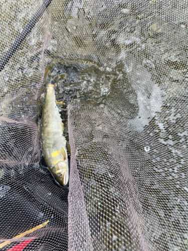 アユの釣果