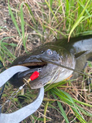 ナマズの釣果