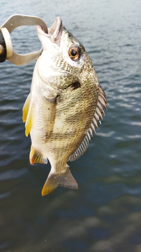 キビレの釣果