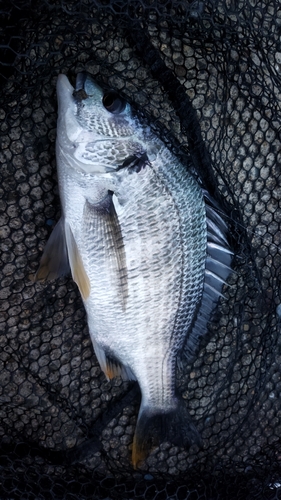 キビレの釣果