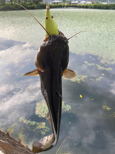 ナマズの釣果