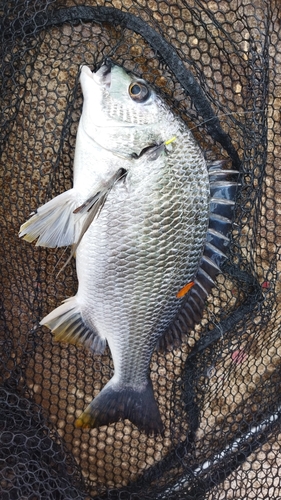 キビレの釣果