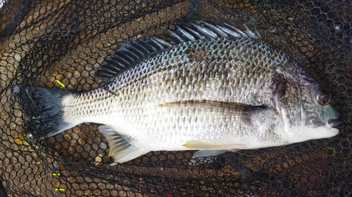 キビレの釣果