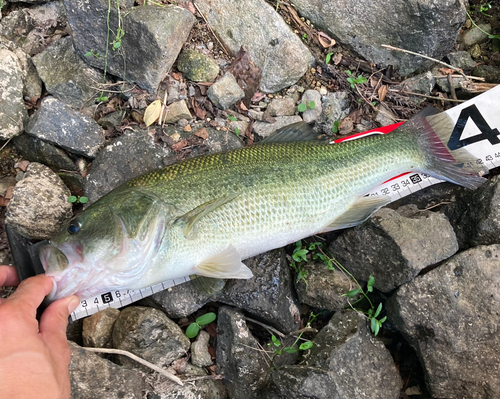 ラージマウスバスの釣果