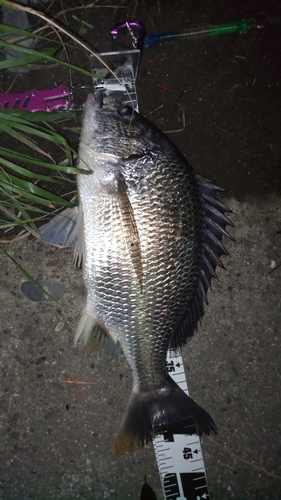 クロダイの釣果