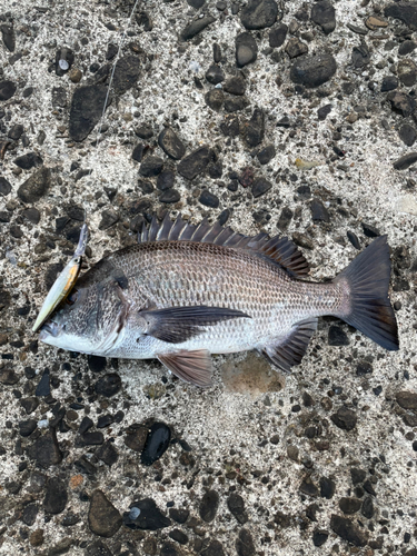 クロダイの釣果