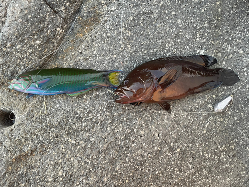 ヤミハタの釣果