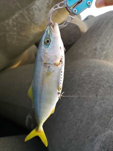 ツバスの釣果